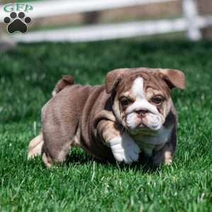 Marina Mocha, English Bulldog Puppy